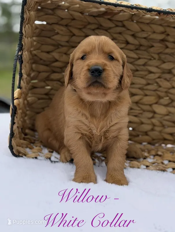 Willow  – Golden Retriever puppy for sale in De Kalb, TX