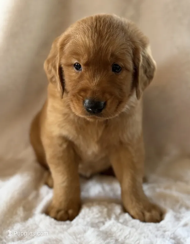 Valor  – Golden Retriever puppy for sale in De Kalb, TX