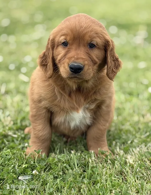 Sundae  – Golden Retriever puppy for sale in De Kalb, TX