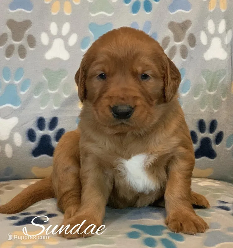 Sundae  – Golden Retriever puppy for sale in De Kalb, TX