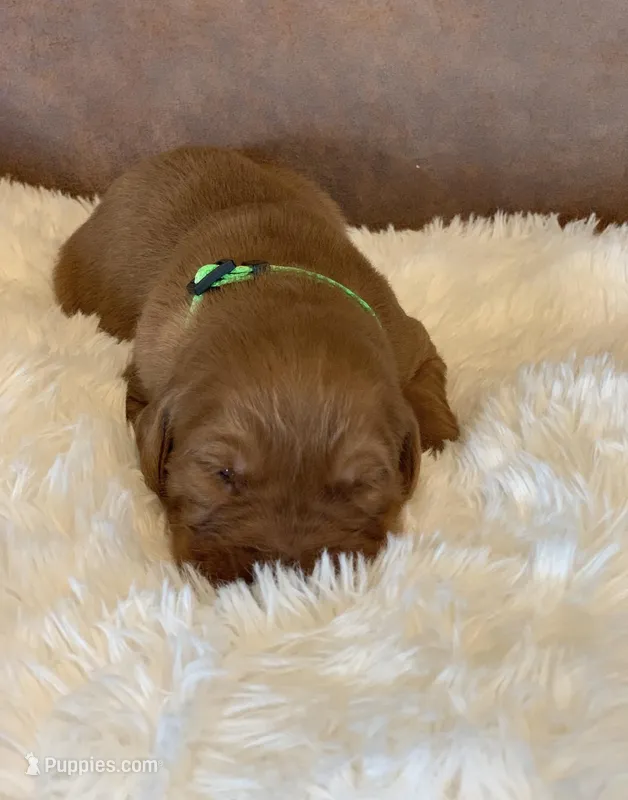 Sundae  – Golden Retriever puppy for sale in De Kalb, TX