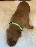 Sundae , a male Golden Retriever for sale in De Kalb, TX – Photo 3 of 3