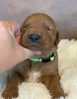 Sundae , a male Golden Retriever for sale in De Kalb, TX – Photo 2 of 3