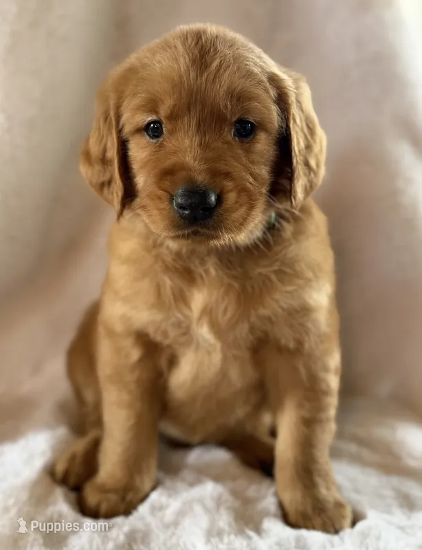 Liberty  – Golden Retriever puppy for sale in De Kalb, TX