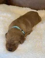 Sprinkles , a male Golden Retriever for sale in De Kalb, TX – Photo 2 of 2