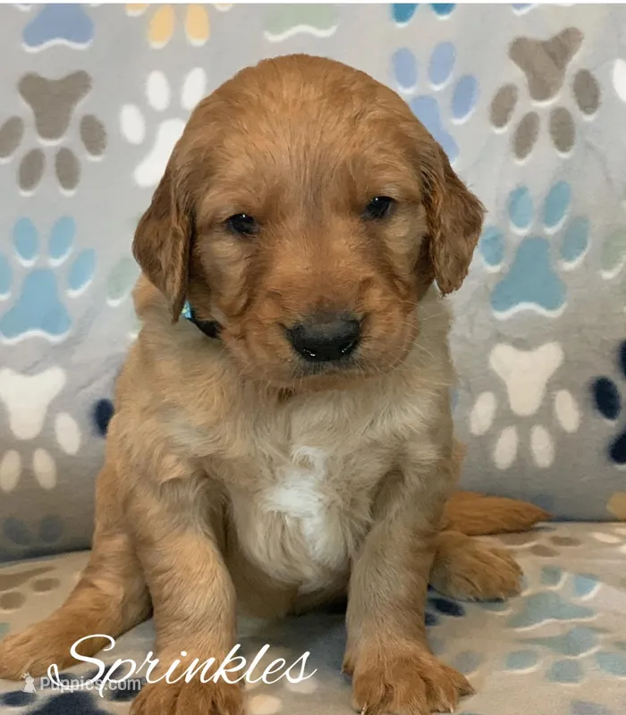 Sprinkles  – Golden Retriever puppy for sale in De Kalb, TX