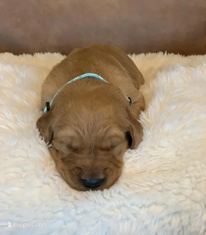 Sprinkles  – Golden Retriever puppy for sale in De Kalb, TX
