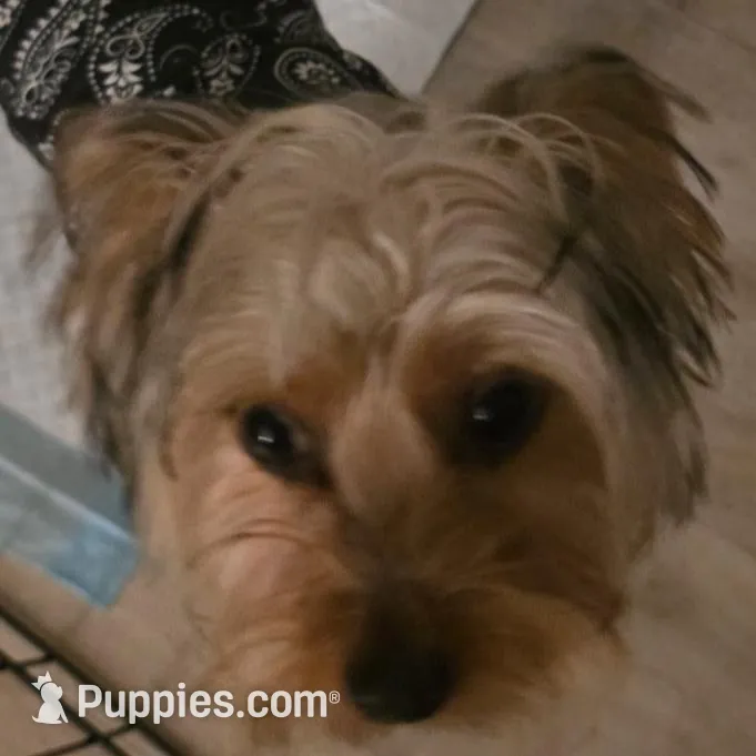 Golden – Yorkshire Terrier puppy for sale in Alameda, CA