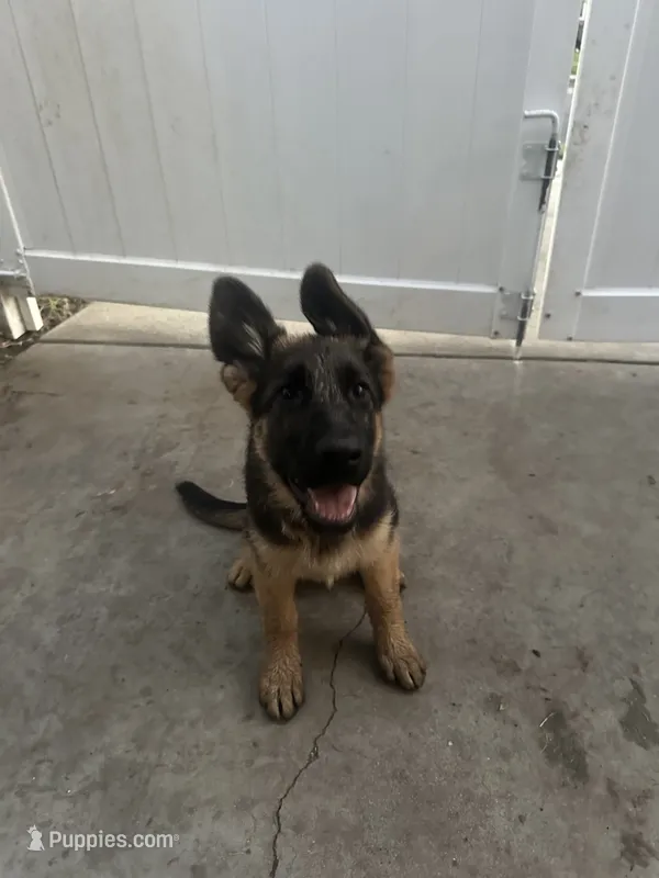 Obi – German Shepherd Dog puppy for sale in Culver City, CA