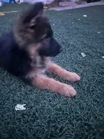 Leah, a female German Shepherd Dog for sale in Culver City, CA – 5 of 5