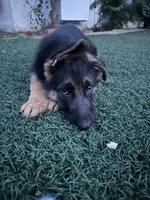 Obi, a female German Shepherd Dog for sale in Culver City, CA – 3 of 4