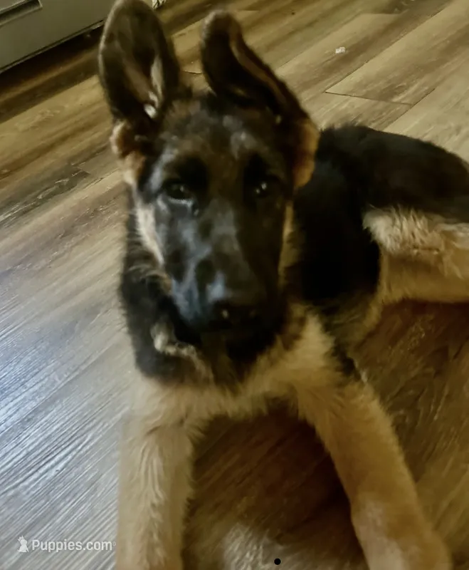 Obi – German Shepherd Dog puppy for sale in Culver City, CA