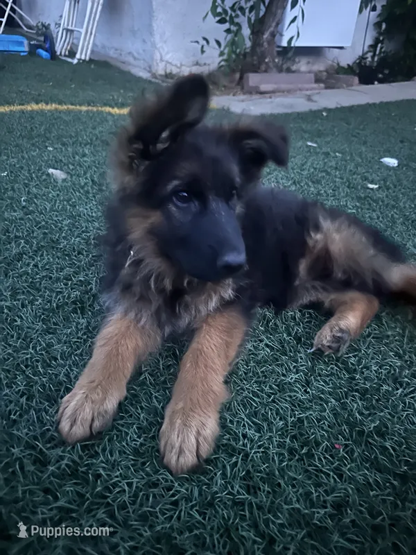 Leah – German Shepherd Dog puppy for sale in Culver City, CA