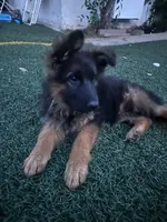 Leah, a female German Shepherd Dog for sale in Culver City, CA – 1 of 5