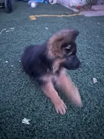 Leah, a female German Shepherd Dog for sale in Culver City, CA – 2 of 5