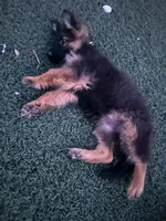 Leah, a female German Shepherd Dog for sale in Culver City, CA – 4 of 5