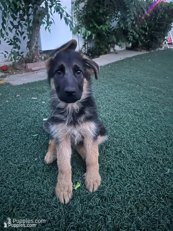 Obi – German Shepherd Dog puppy for sale in Culver City, CA