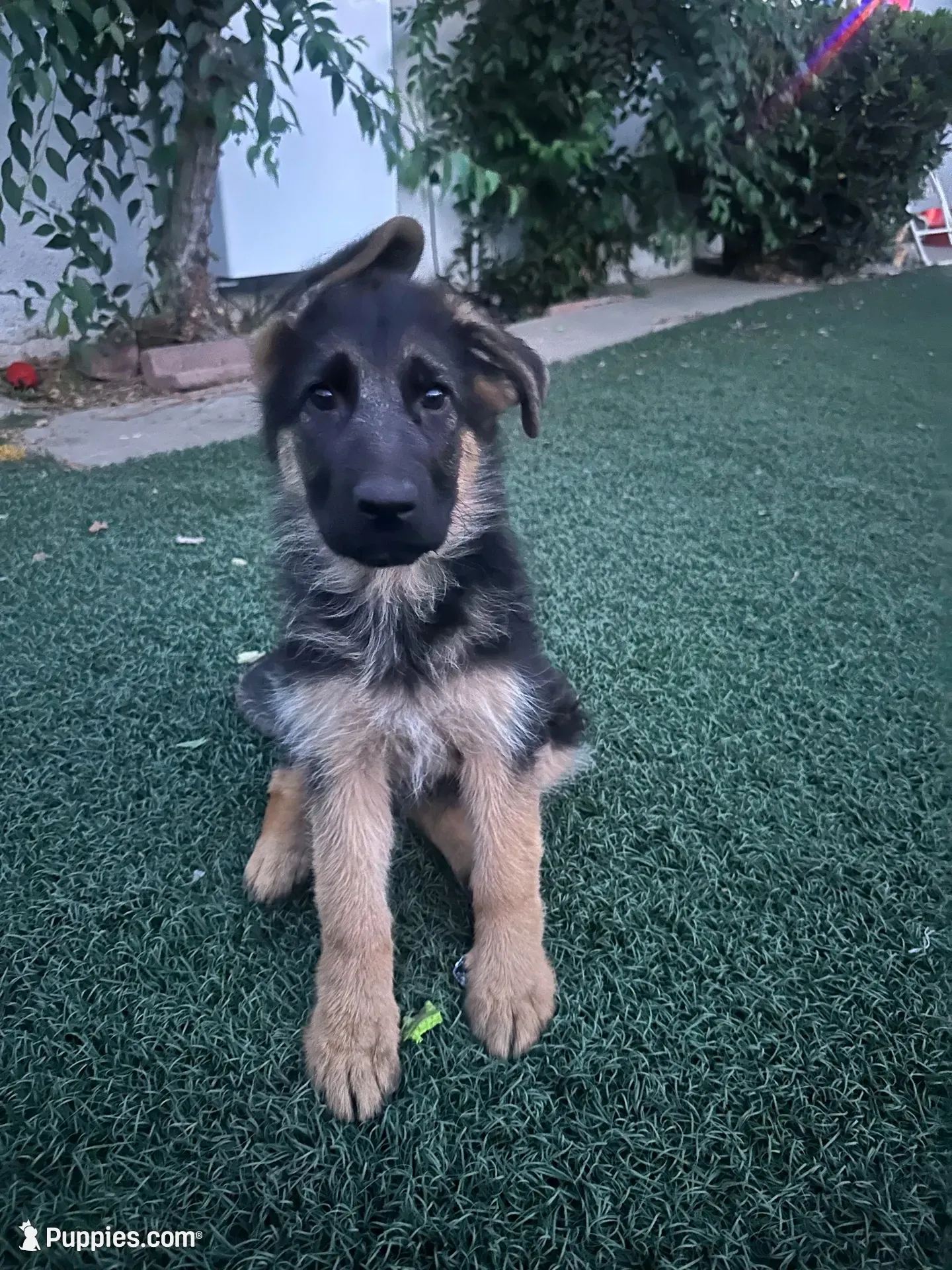 Obi, a female German Shepherd Dog for sale in Culver City, CA – 1 of 4