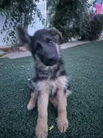 Obi, a female German Shepherd Dog for sale in Culver City, CA – 2 of 4