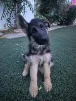 Obi, a female German Shepherd Dog for sale in Culver City, CA – 4 of 4