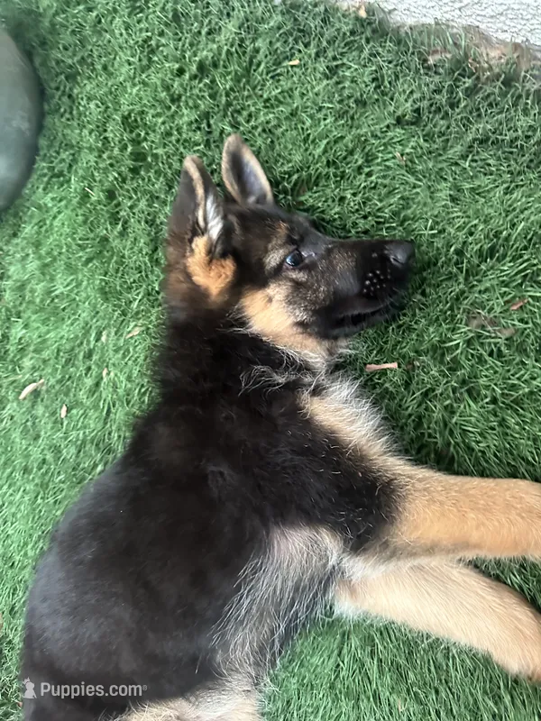 Obi – German Shepherd Dog puppy for sale in Culver City, CA
