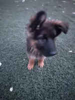 Leah, a female German Shepherd Dog for sale in Culver City, CA – 3 of 5