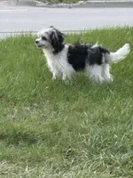 priness, a  Lhasa Apso and Shih Tzu for sale in Wyoming, MI – Photo 4 of 10