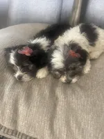 priness, a  Lhasa Apso and Shih Tzu for sale in Wyoming, MI – Photo 2 of 10