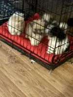priness, a  Lhasa Apso and Shih Tzu for sale in Wyoming, MI – Photo 9 of 10