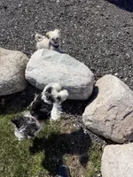 priness, a  Lhasa Apso and Shih Tzu for sale in Wyoming, MI – Photo 6 of 10