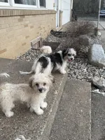 priness, a  Lhasa Apso and Shih Tzu for sale in Wyoming, MI – Photo 5 of 10