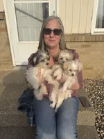 priness, a  Lhasa Apso and Shih Tzu for sale in Wyoming, MI – Photo 8 of 10