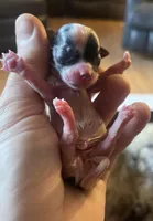 priness, a  Lhasa Apso and Shih Tzu for sale in Wyoming, MI – Photo 3 of 10