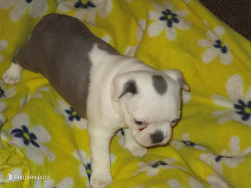 Heath – Boston Terrier puppy for sale in Azle, TX