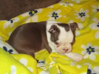 Marty, a male Boston Terrier for sale in Azle, TX – 1 of 2