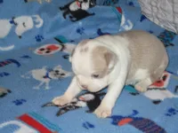 Billie, a female Boston Terrier for sale in Azle, TX – Photo 2 of 3