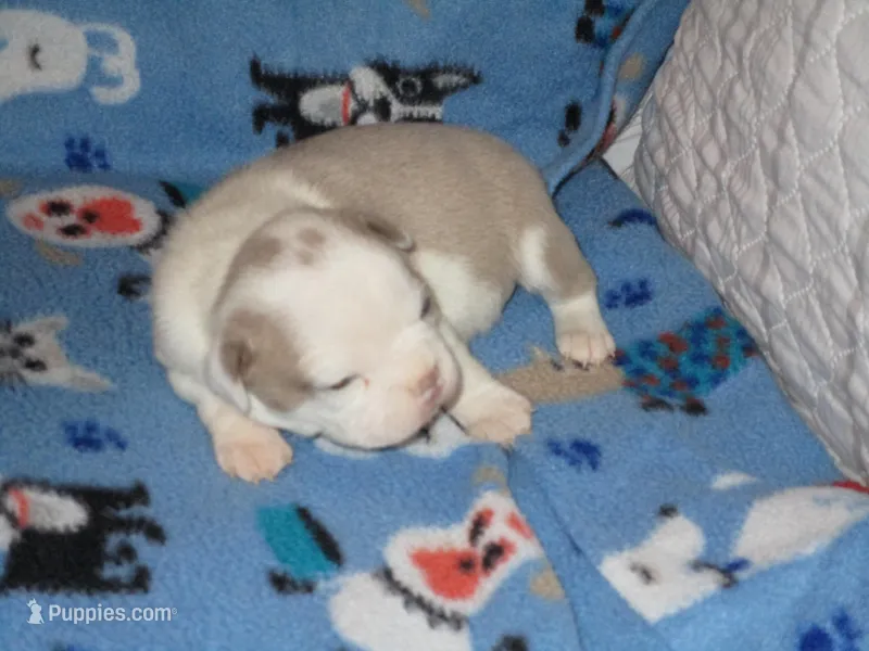 Billie – Boston Terrier puppy for sale in Azle, TX