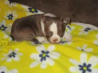 Manny, a male Boston Terrier for sale in Azle, TX – 1 of 3