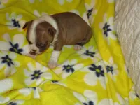 Remie, a female Boston Terrier for sale in Azle, TX – Photo 1 of 2