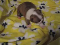 Remie, a female Boston Terrier for sale in Azle, TX – Photo 2 of 2