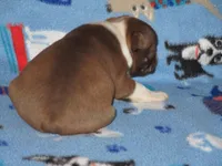 Nellie, a female Boston Terrier for sale in Azle, TX – Photo 2 of 3