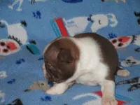 Nellie, a female Boston Terrier for sale in Azle, TX – Photo 3 of 3