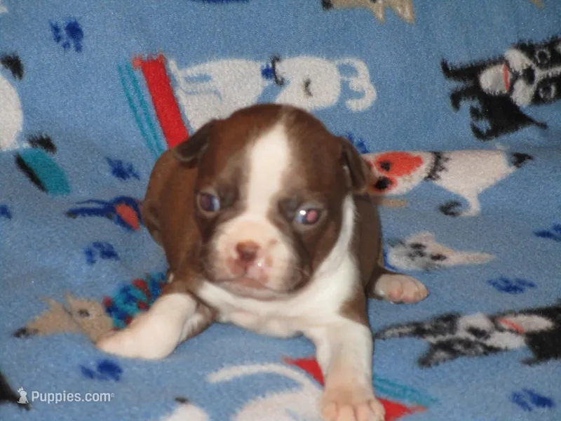 Nellie – Boston Terrier puppy for sale in Azle, TX