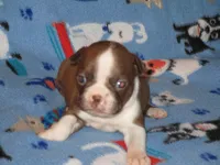 Nellie, a female Boston Terrier for sale in Azle, TX – Photo 1 of 3
