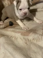 Joan, a female Boston Terrier for sale in Azle, TX – 2 of 2