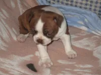 Alice, a female Boston Terrier for sale in Azle, TX – 3 of 3