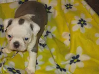 Heath, a male Boston Terrier for sale in Azle, TX – 3 of 3