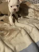 jackie, a female Boston Terrier for sale in Azle, TX – 2 of 2
