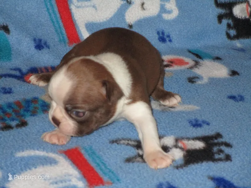 Norm – Boston Terrier puppy for sale in Azle, TX
