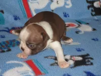 Norm, a male Boston Terrier for sale in Azle, TX – Photo 1 of 2